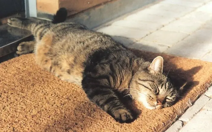 7-kedi-hastaliklari