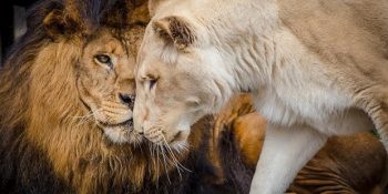 Ölümün Pençesinden Aşkları Sayesinde Kurtulan İki Güzel Aslan: Kahn ve Sheila