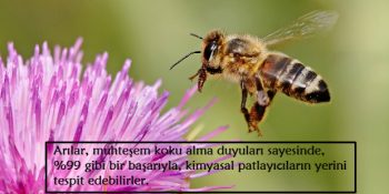 Doğadaki Dengenin En Önemli Halkası Olan Bal Arıları Hakkında 16 Şaşırtıcı Bilgi