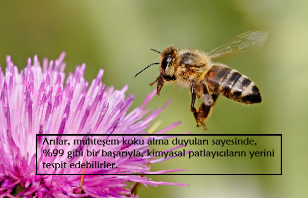 Doğadaki Dengenin En Önemli Halkası Olan Bal Arıları Hakkında 16 ...