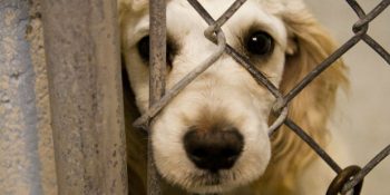 Satın Almak Yerine Köpek Sahiplenmeniz İçin Bakınca Anlayacağınız 25 Çok Geçerli Sebep