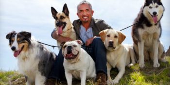 Köpeklere Fısıldayan Adam Cesar Milan’dan Köpeğinizi Daha İyi Tanımanızı Sağlayacak 10 Tavsiye