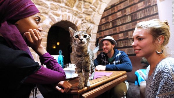 A cat stands on a table among consumers at the "Cafe des chats" (Cat Cafe) in Paris on September 16, 2013. This is the first "cat cafe" in Paris, where customers can enjoy a drink while playing with one of the cats at the premises. The idea is inspired by a Japanese concept. AFP PHOTO FRANCOIS GUILLOT (Photo credit should read FRANCOIS GUILLOT/AFP/Getty Images)