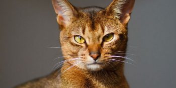 Dünyanın Tartışmasız En Karizmatik Kedi Cinsiyle Tanışın: Habeş Kedisi