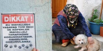 Keşke Örnek Olsa: Kedi ve Köpeklerin Koruma Altında Olduğu Hayvansever Mahalle