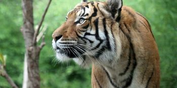 Ormanların En Havalı ve Asil Yırtıcısı Kaplanlar Hakkında 17 Bilinmeyen Gerçek