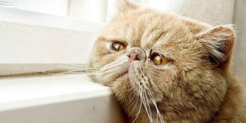 Kedi Sahiplerinin Bilmesi Gereken Kedilerde Görülen 16 Yaygın Hastalık