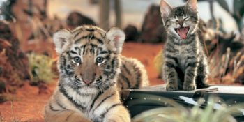 Kedi Videosu İzleyerek Nesli Tehlikede Olan Kaplanları Kurtarabileceğiniz Anlamlı Proje