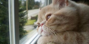 Kedi Depresyonu Hakkında Bilmeniz Gereken 14 Önemli Şey