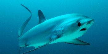 Okyanusların Ürkütücü ve Gizemli Sahipleri Köpek Balıklarına Dair 17 Şaşırtıcı Gerçek