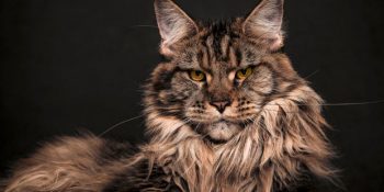 Akıllara Durgunluk Veren Güzelliğiyle Zeki ve Su Tutkunu Bir Kedi Irkı: Maine Coon