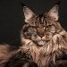 Akıllara Durgunluk Veren Güzelliğiyle Zeki ve Su Tutkunu Bir Kedi Irkı: Maine Coon