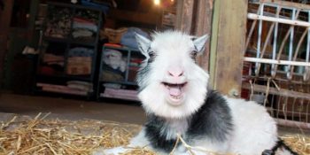 Çoğumuzu Kıskandıracak Türden Bir Hayat Süren Dünyanın En Mutlu Keçisi Baine