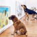 Köpekler İçin Hazırlanmış İlk Resim Sergisi Play More ve Sanata Doyan Patiler