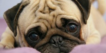 Türk İnsanıyla Pug’ların Birbirine Çok Benzediğinin 21 Görsel Kanıtı