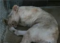 sheila-bulunmasi