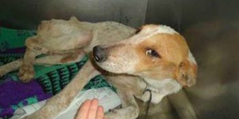 Havlaması Yüzünden Canlı Canlı Gömülen Sokak Köpeği Lily’nin Acı Dolu Hikayesi