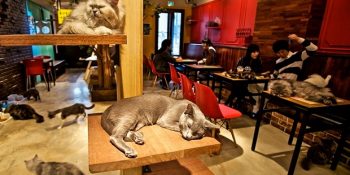Keşke Bizde De Olsa Dedirten Dünyanın En Minnoş Mekanları: Kedi Kafeler