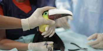 İyi İnsanlar Her Yerde: Uğradığı Saldırıda Gagasını Kaybeden Kuşa 3B Protez Gaga Projesi