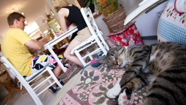 A cat takes a nap in Pee Pee's Kazten Kafee (Cat Cafe), in Berlin on August 8, 2013. According to the owners their cafe is the first in Berlin offering cats to be petted by customers with the aim to relax. AFP PHOTO / JOHN MACDOUGALL (Photo credit should read JOHN MACDOUGALL/AFP/Getty Images)