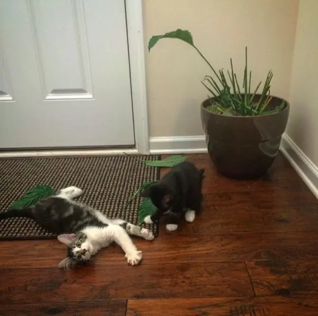 01 iki kedi