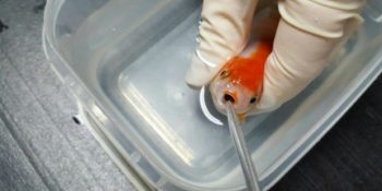 Boğazına Çakıl Taşı Kaçan Japon Balığı İçin 500 Dolar Harcayan Hayvanseverin İyilik Dolu Hikayesi