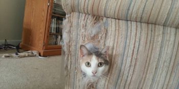 Bir Kediyle Ev Arkadaşı Olmanın Ortaya Çıkardığı 15 Miyavsal Durum