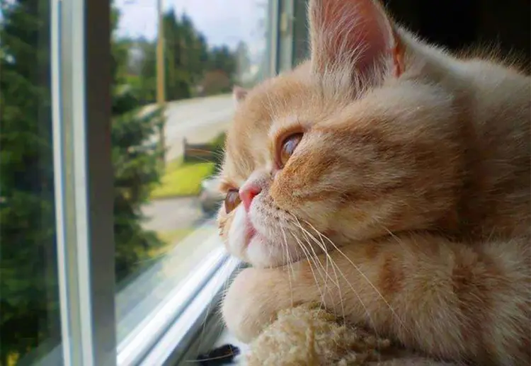 cat-waiting