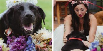 Son Nefesini Vermek İçin Sahibinin Düğün Gününü Bekleyen Hasta Köpeğin Acıklı Hikayesi