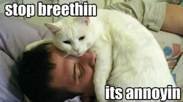 funnycat