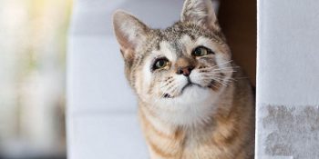 Göz Kapakları Olmadan Doğan Kedilerin Gözlerini Ameliyatla Kurtaran Güzel İnsanlar