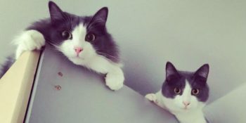 Evinde İki Kedisi Olan İnsanların Çok İyi Bildiği 18 Durum