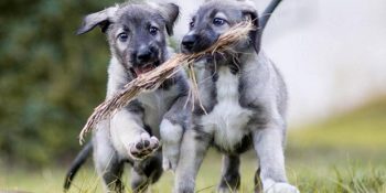 Ağzını Burnunu Isırmak İstediğimiz Dünyanın İlk Tek Yumurta İkizi Yavru Köpekleri