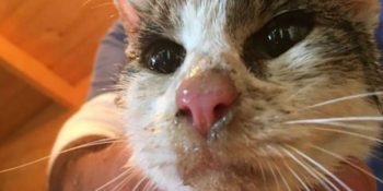 İtalya’daki Depremden 6 Gün Sonra Mucizevi Bir Şekilde Kurtarılan Kedi