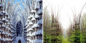 İtalya’da Bulunan ve Doğanın Zamanla Kendi Kendine Tamamlayacağı Büyüleyici Katedral