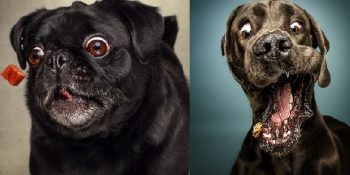 Mamalarını Havada Kapan Köpeklerin Tatlış Surat İfadelerini Fotoğraflayan Sanatçı