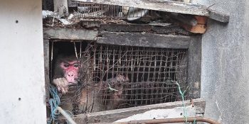 İki Yıkık Bina Arasındaki 25 Yıllık Tutsaklığın Ardından Hayata Döndürülen Maymun Joe