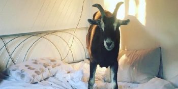 Yeni Evinde Oldukça Mutlu Bir Hayat Süren Dünyanın En Yaramaz Keçisi Millie