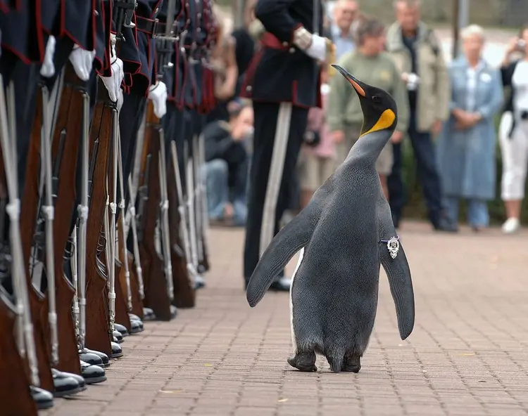 penguen