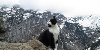 Dağda Yolunu Kaybeden Adama Gönüllü Rehberlik Yapan Yardımsever Kedi