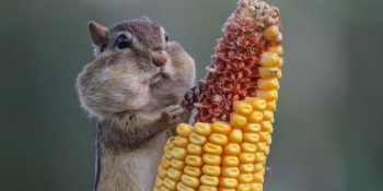 Vahşi Yaşamın Komik Yüzünü Gösteren Komedi Fotoğraf Yarışmasından 26 Eğlenceli Fotoğraf