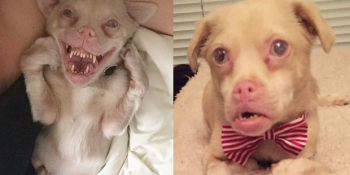 Farklı Görüntüsü Yüzünden Kimsenin Sahiplenmek İstemediği Engelli Köpeğin Yürek Sızlatan Hikayesi