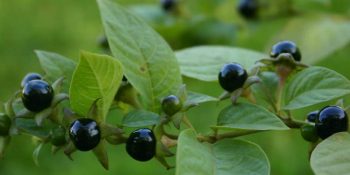 Bilinçsiz Kullanıldığında Ölüme Kadar Götürmesi Sebebiyle Yasaklanan 38 Şifalı Bildiğimiz Bitki