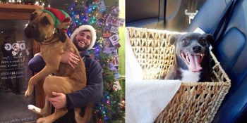 Sahiplenildikleri Gün Dünyanın En Mutlu Canlılarına Dönüşen 21 Minnoş Köpek