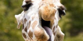 Birbirinden Şirin Fotoğraflarıyla Fotojenik Olmaktan Nasibini Alamamış 12 Tatlış Hayvan