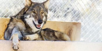 Bir Köpek Sahibinin Başına Gelebilecek En Şaşırtıcı Öykünün Kahramanı Neon