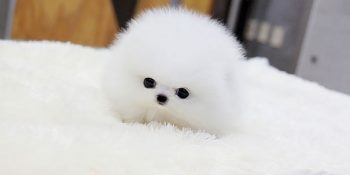 İliklerinize Kadar Tatlılığı Hissedeceğiniz 21 Aşırı Sevimli Hayvan Kardeş