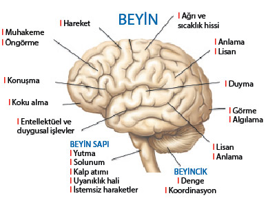 8-beyin