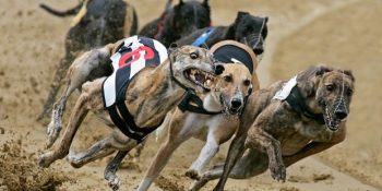 Hakkında Fazla Konuşulmayan Acımasız Bir Hayvan Sömürüsü: Tazı Yarışı