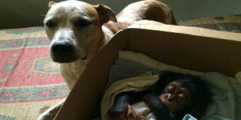 Öksüz Şempanze Yavrularına Annelik Yapan Tatlı Princess’ın Sevgi Dolu Hikayesi